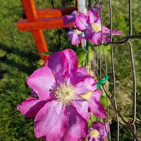 Hill House Lejlighed